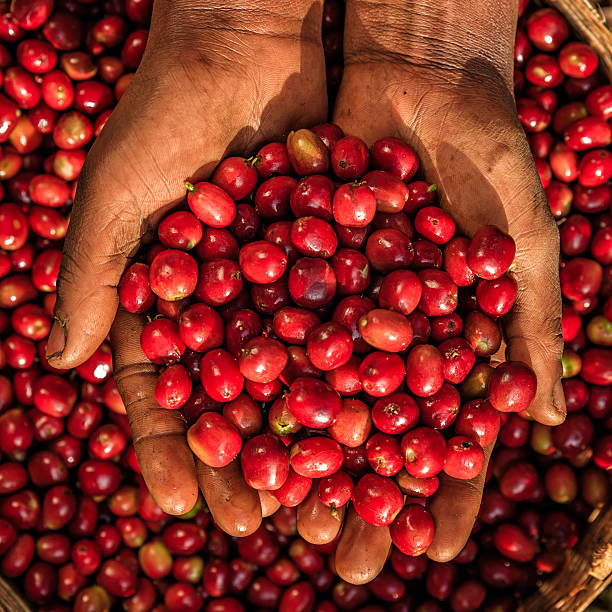 Hands holding fresh coffee cherries