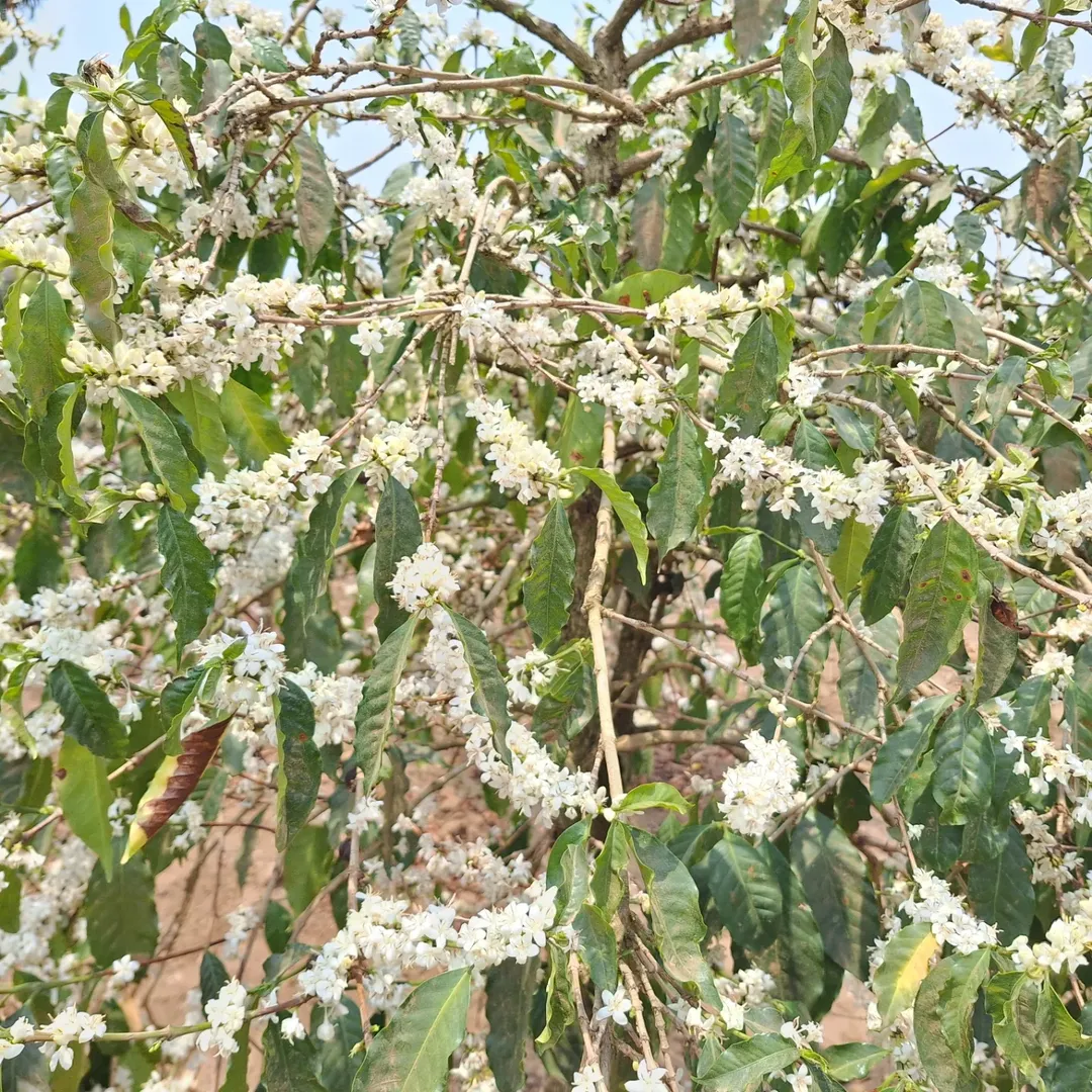 Coffee tree flowering