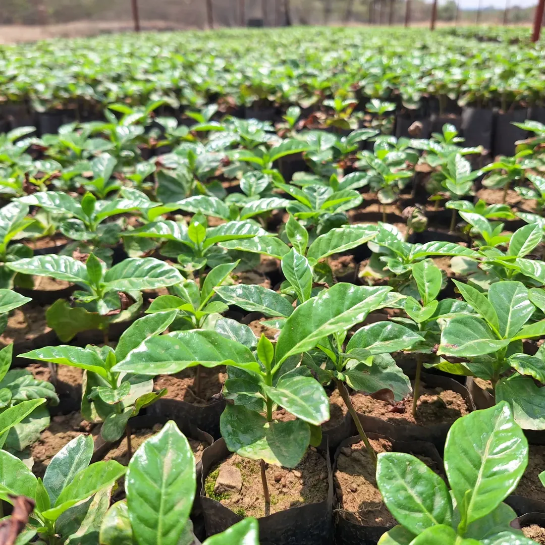 Coffee nursery seedlings