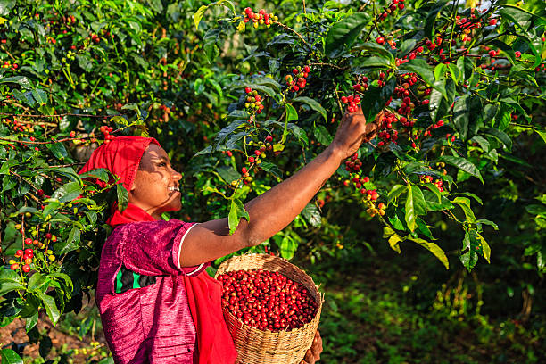Woman picking coffee cherries